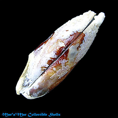 Lithophaga plumula (Hanley, 1844)