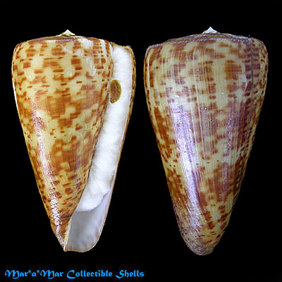 Conus pulcher Lightfoot, 1786