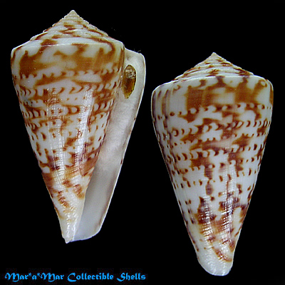 Conus clenchi Martens, 1943