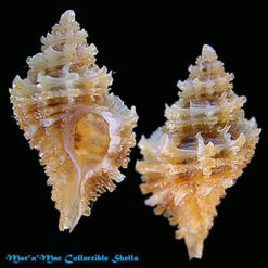 Murexiella glypta (E. A. Smith, 1838)*