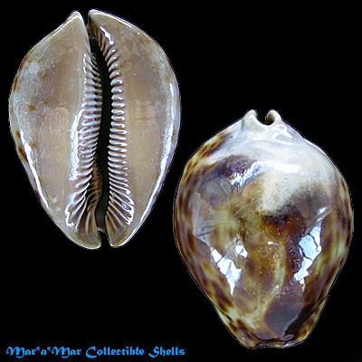Cypraea (Trona) stercoraria rattus Lamarck, 1810