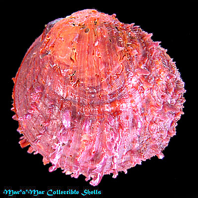 Spondylus calcifer Carpenter, 1857