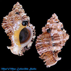 Phyllonotus occulatus (Reeve, 1845)*