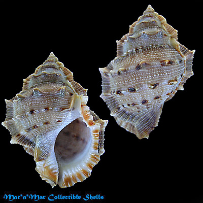 Bufonaria foliata (Broderip, 1826)