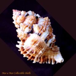 Phyllonotus occulatus (Reeve, 1845)