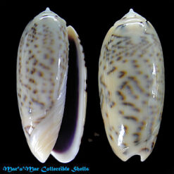 Oliva caerulea lugubris Lamarck, 1810