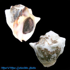 Thais deltoidea (Lamarck, 1822)*