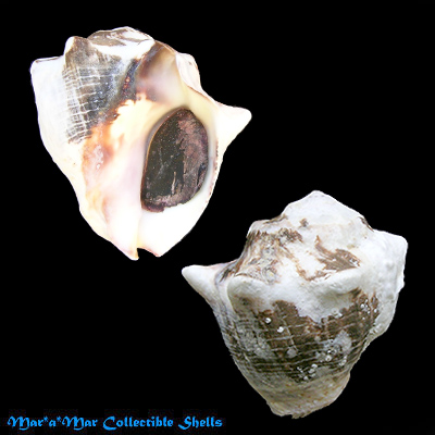 Thais deltoidea (Lamarck, 1822)*