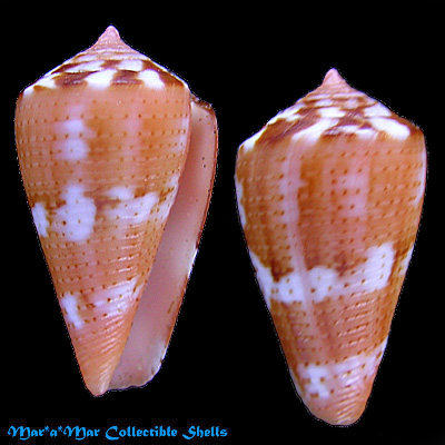 Conus vittatus Hwass, 1792