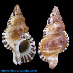 Ranella gemmifera (Euthyme, 1889)