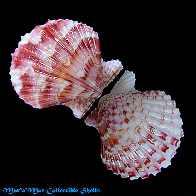 Argopecten noronhensis (E. A. Smith, 1885)