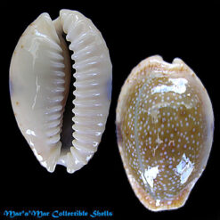 Cypraea (Erosaria) erosa Linnaeus, 1758
