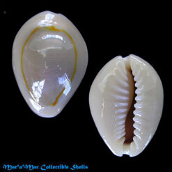 Cypraea (Erosaria) annulus (Linnaeus, C., 1758)