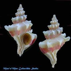 Trophon pelseneeri E.A.Smith, 1915