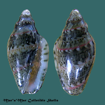 Marginella spinacea Gofas & Fernandes, 1988