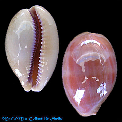 Cypraea (Lyncina) carneola carneola Linné, 1758
