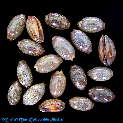 Cypraea (Mauritia) scurra indica Gmelin, 1791