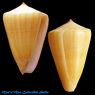 Conus quercinus Lightfoot, 1786