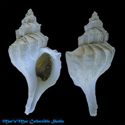 Trophonopsis xestra (Dall, 1918)