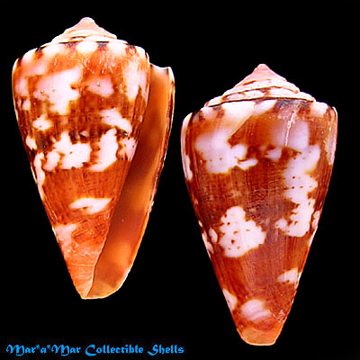 Poremskiconus brasiliensis Clench, 1942