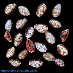 Cypraea (Erosaria) helvola argella (Melvill, J.C., 1888)