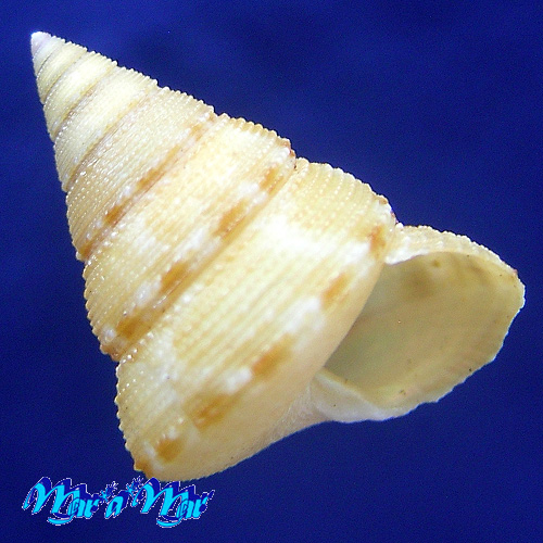 Calliostoma carcellesi Clench & Aguayo, 1940