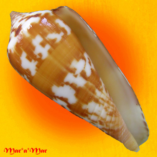 Conus janus Hawass, 1792