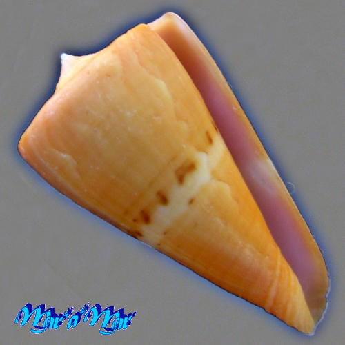 Conus worki Petuch, 1998