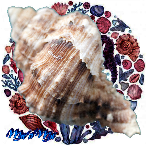 Alternative view of Hexaplex  duplex canariensis (Trunculariopsis) (F. Nordsieck, 1975)