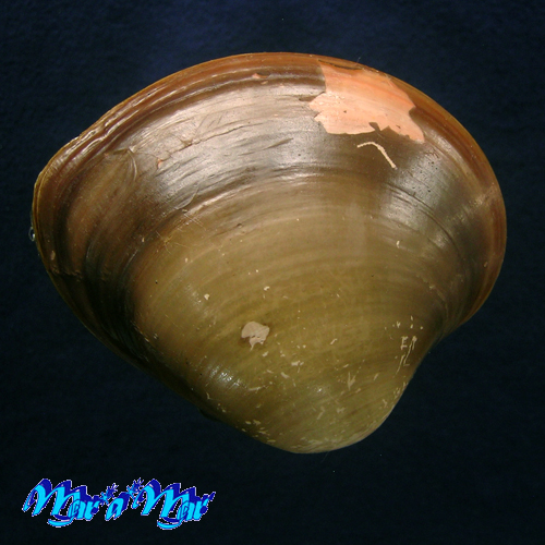 Alternative view of Megapitaria aurantiaca (Sowerby, 1831)