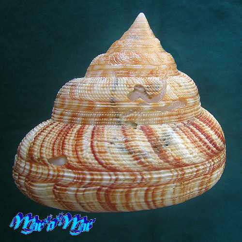 Alternative view of Perotrochus atlanticus Rios & Amp; Matthews, 1968