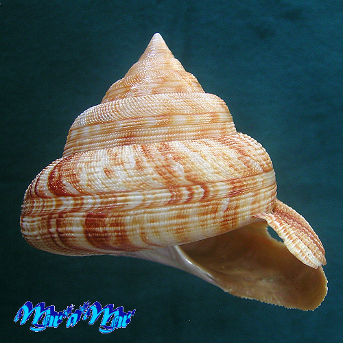 Perotrochus atlanticus Rios & Amp; Matthews, 1968