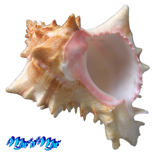 Phyllonotus brassica (Lamark, 1822)