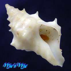 Acanthotrophon striatoides E.H.Vokes, 1980