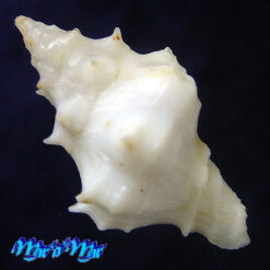 Alternative view of Acanthotrophon striatoides E.H.Vokes, 1980