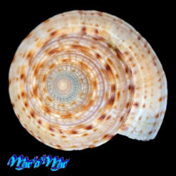 Architectonica nobilis Rôding, 1798