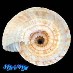 Alternative view of Architectonica nobilis Rôding, 1798