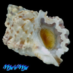 Bursa calcipicta Dall, 1908