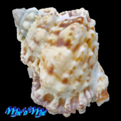 Alternative view of Bursa calcipicta Dall, 1908