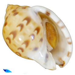 Phalium labiatum iheringi Carcelles, 1953