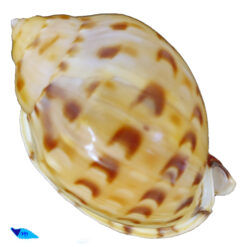 Alternative view of Phalium labiatum iheringi Carcelles, 1953