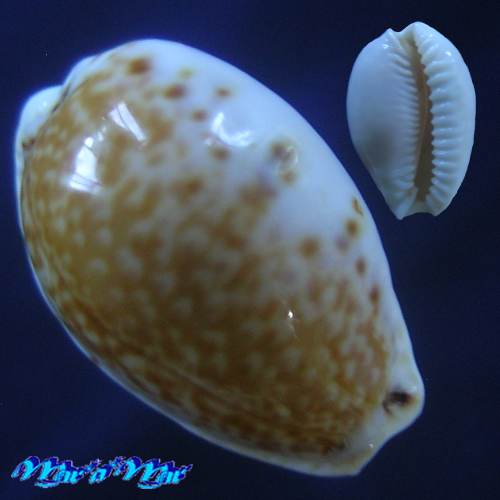 Cypraea acicularis marcuscoltroi (Petuch, 2015)