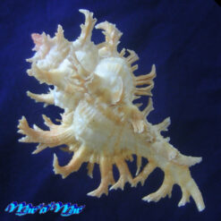 Alternative view of Chicoreus spectrum (Reeve, 1846)