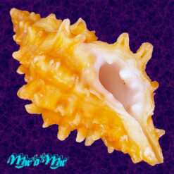 Muricopsis josei Vokes, 1994