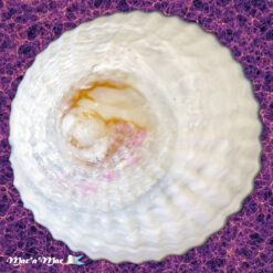 Trochita trochiformis (Born, 1778)