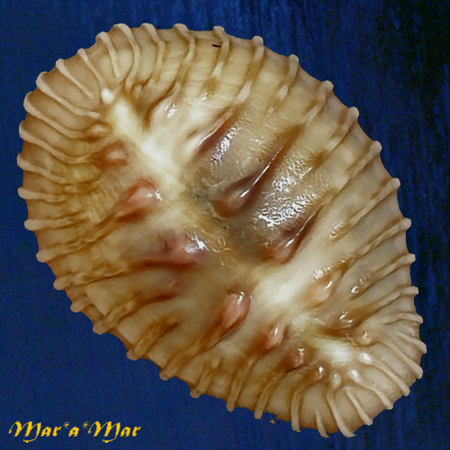 Trivia (Pusula) radians (Lamarck, 1810)