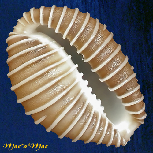 Trivia (Pusula) radians (Lamarck, 1810) - Image 2