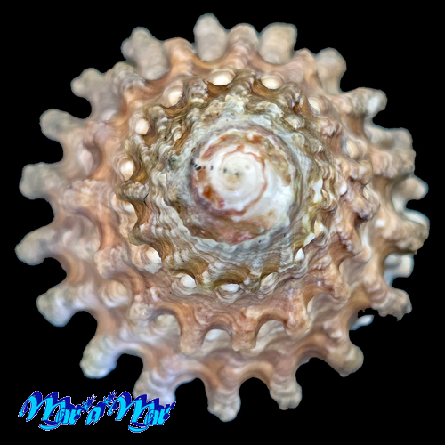 Lithopoma tectum tectum (Lightfoot, J. in Solander, 1786)