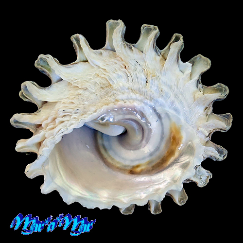 Lithopoma tectum tectum (Lightfoot, J. in Solander, 1786) - Imagem 2