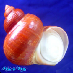 Turbo canaliculatus Hermann, 1781